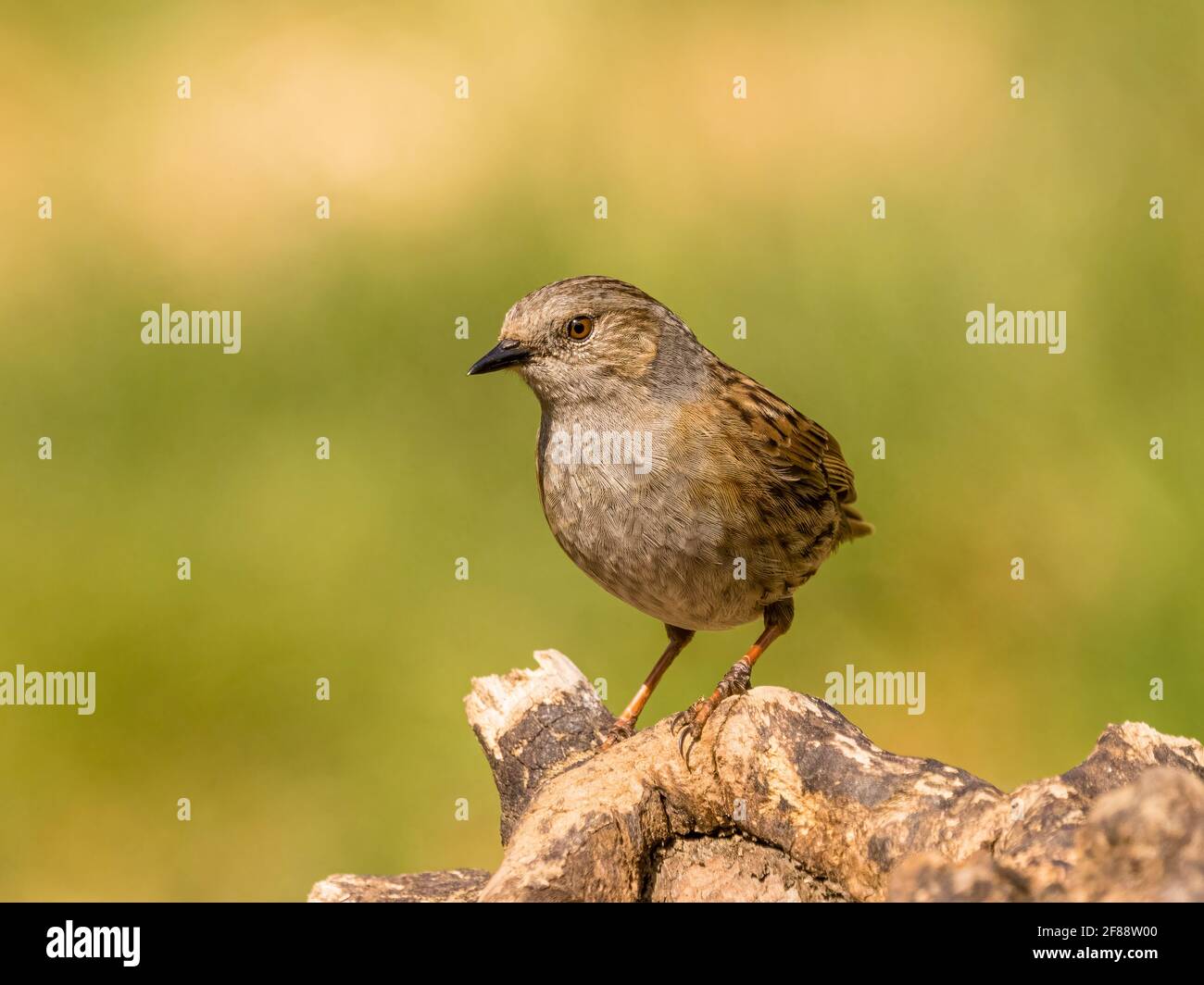 Dunnock in spring sunshine in mid Wales Stock Photo