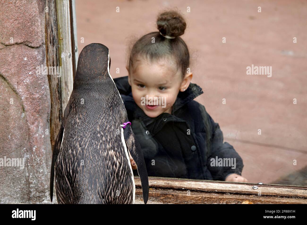London, UK. 12th April 2021. Milah presses her face to the glass of the penguin enclosure and smiles at the penguins at ZSL London Zoo on opening day following covid19 restrictions. Stock Photo