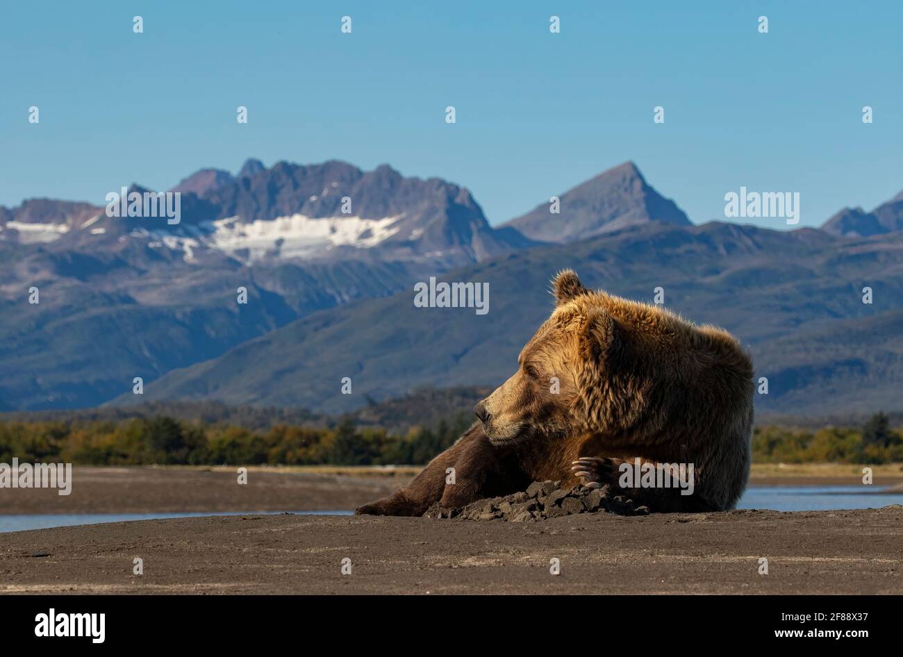Kodiak Brown Bear in Katmai National Park, Alaska, USA Stock Photo