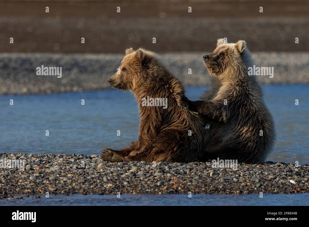 Kodiak Bear Baby Alaska Hi Res Stock Photography And Images Alamy
