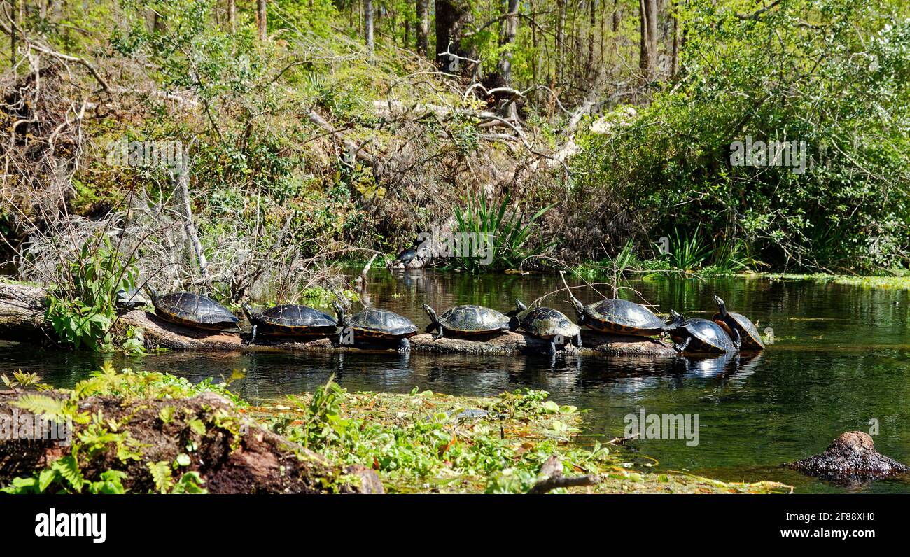 9 turtles, sunning on log, marine wildlife, animal, toothless reptile, nature, water, Testudines, vegetation, Ichetucknee Springs State Park, Florida, Stock Photo