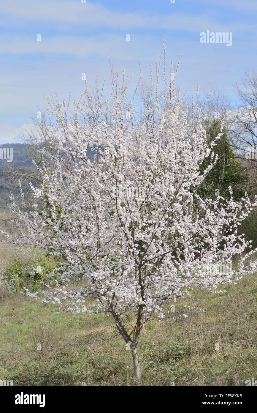 spring background with white plum flowers on the branches Stock Photo