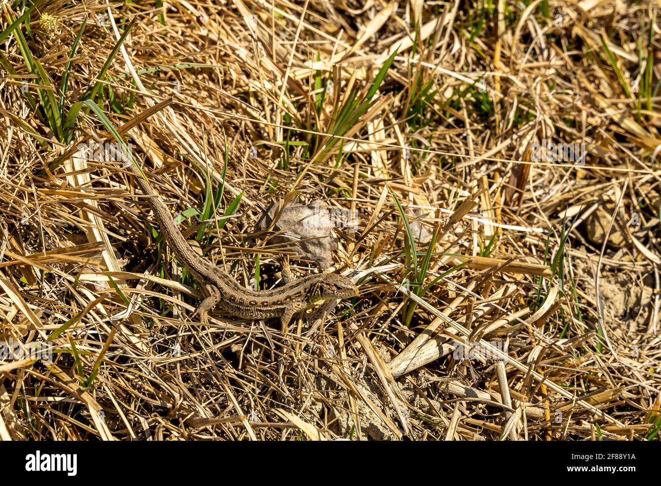 Eidechse in der Wiese im Grossen Walsertal. fast unsichtbar getarnt im dürren Gras der Frühlingswiese wärmt sich die Eidechse im Sonnenlicht. Stock Photo
