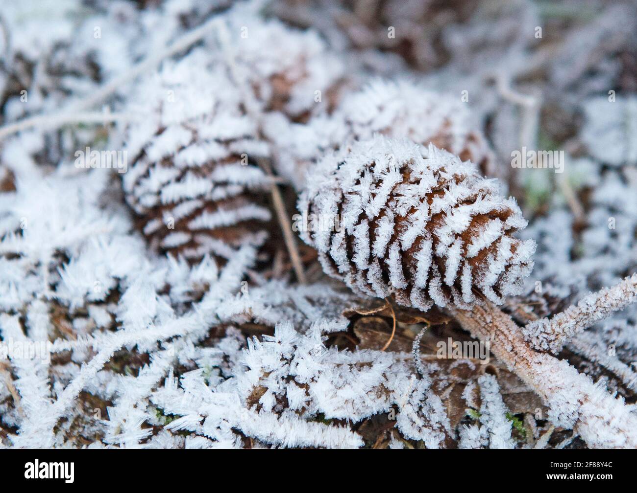 Closeup detail of frozen frost covered pine cone on ground of forest  woodland floor in winter with ice Stock Photo - Alamy