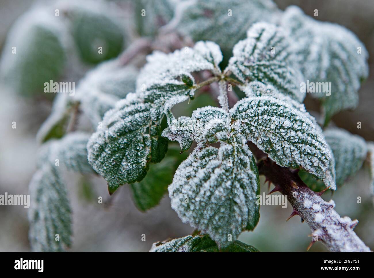 Frost covered leaves hi-res stock photography and images - Alamy