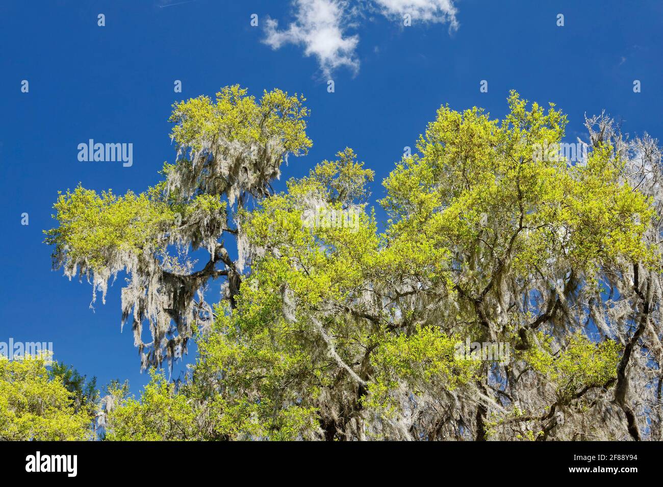 spring green leaves emerging, tree, new growth, Spanish moss hanging