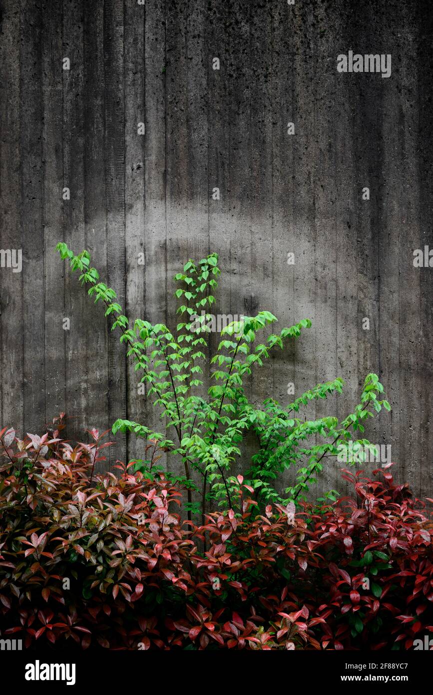 Concrete wall with signs caused by the movement of a plant Stock Photo