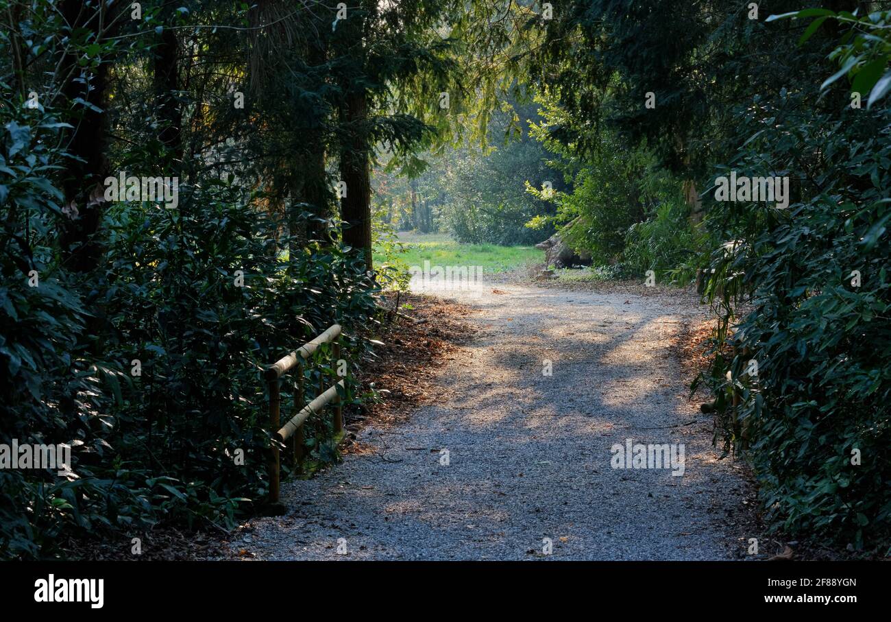 Passage leading to a small sunlit glade in the woods of a natural park Stock Photo