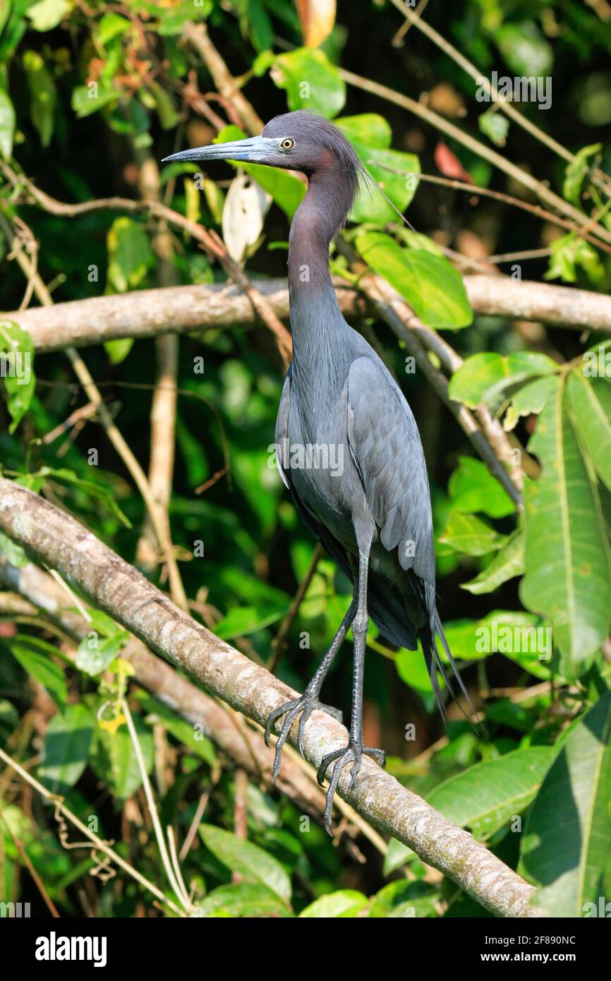 Small blue heron on branch with foliage in Costa Rica Stock Photo