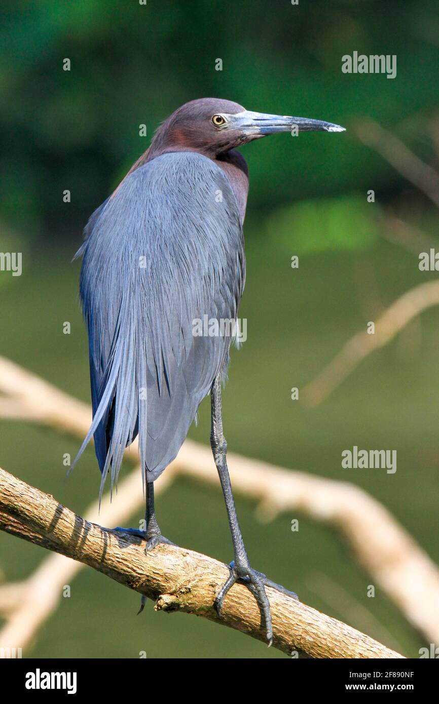 Small blue heron perched on branch in Costa Rica Stock Photo