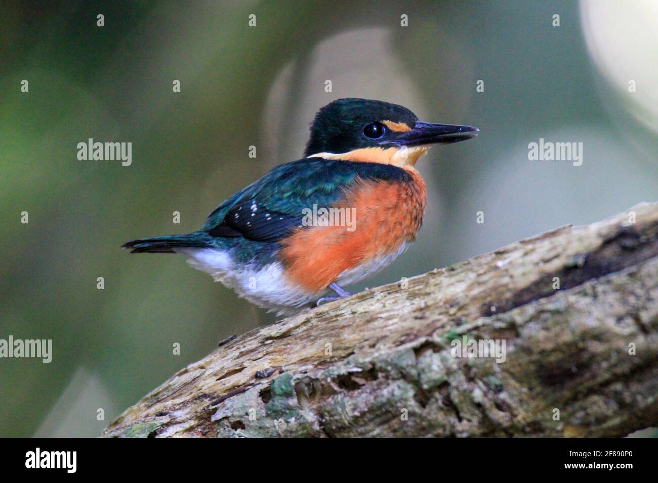 Colorful Pygmy kingfisher on a branch in Costa Rica Stock Photo