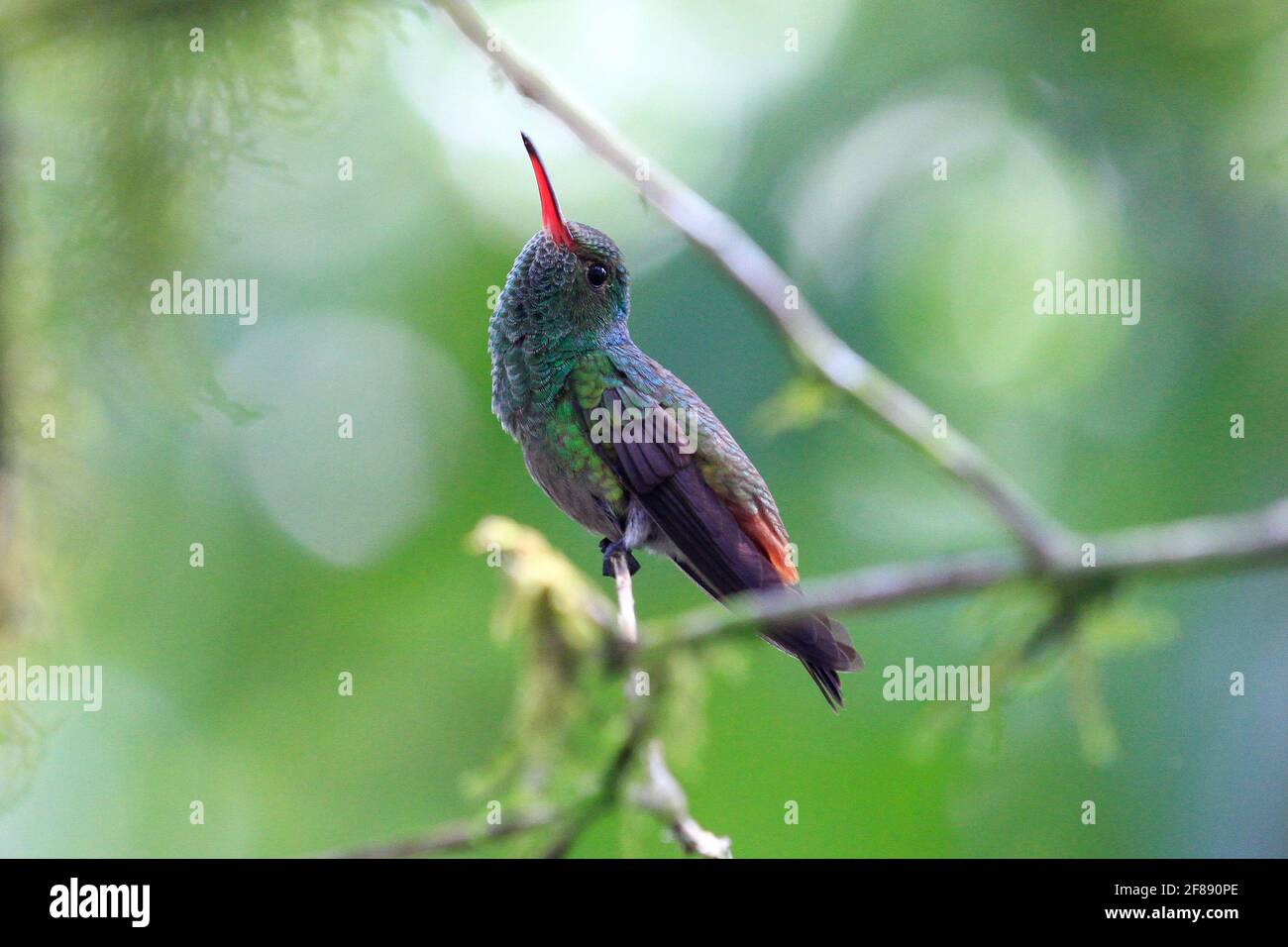 Rufous tailed hummingbird perched on a branch with green background in Costa Rica Stock Photo