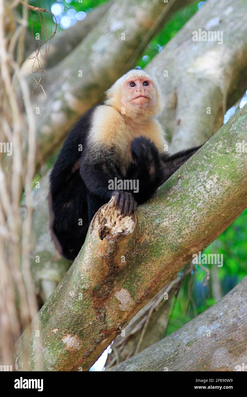 White faced capuchin monkey on a branch in the jungle of Costa Rica Stock Photo