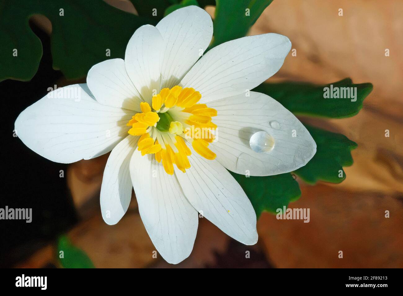 Bloodroot blossom in early spring Stock Photo
