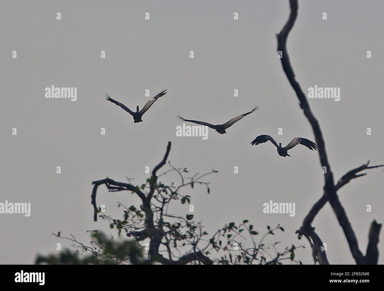 Giant Ibis (Thaumatibis gigantea) Three flying over tree tops Tmatboey, Cambodia          January Stock Photo