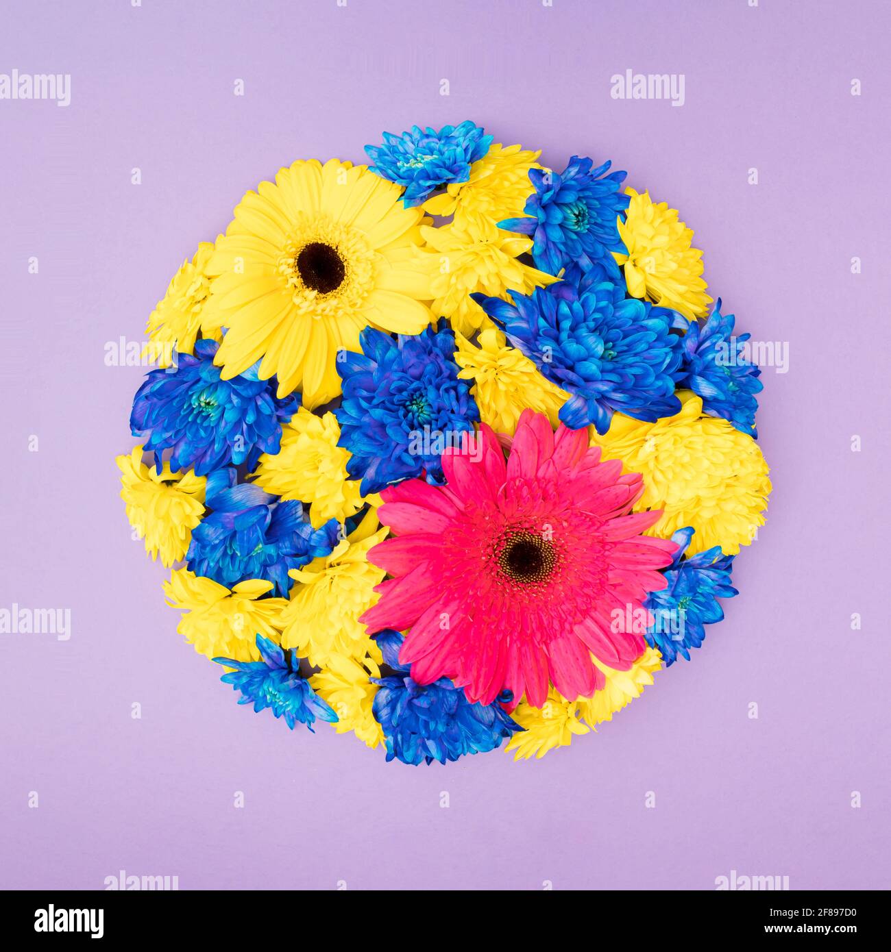 Colorful spring circular flower arrangement. Blue, yellow and pink