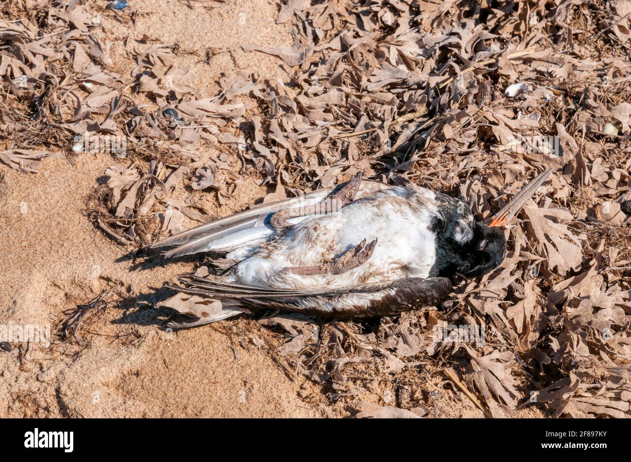 Dead oystercatcher, Haematopus ostralegus, washed up on the shoreline at Snettisham beach on The Wash in Norfolk. Stock Photo