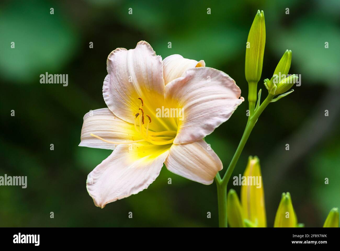 Hybrid daylily 'Seuret' (Hemerocallis x Seuret) Stock Photo