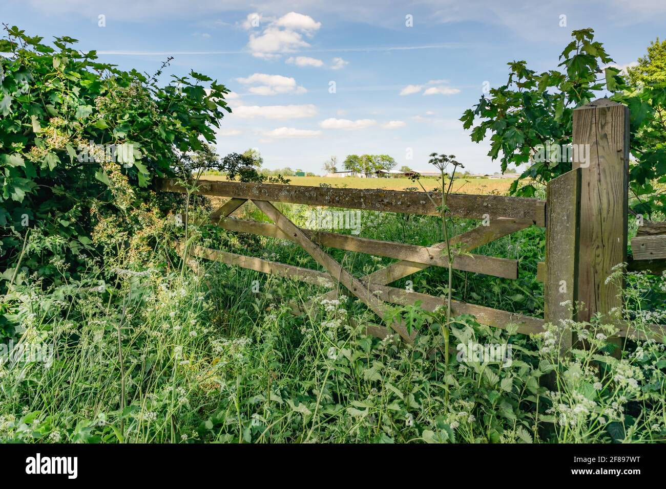 Crick, Northamptonshire, UK - May 26th 2020: A wooden five bar gate overgrown with stinging nettles and cow parsley bars entry to a sunlit farmland. Stock Photo