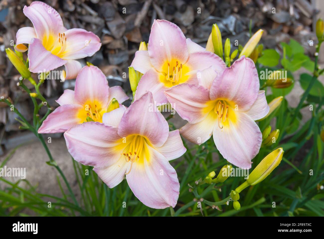 Hybrid daylily 'Seuret' (Hemerocallis x Seuret) Stock Photo