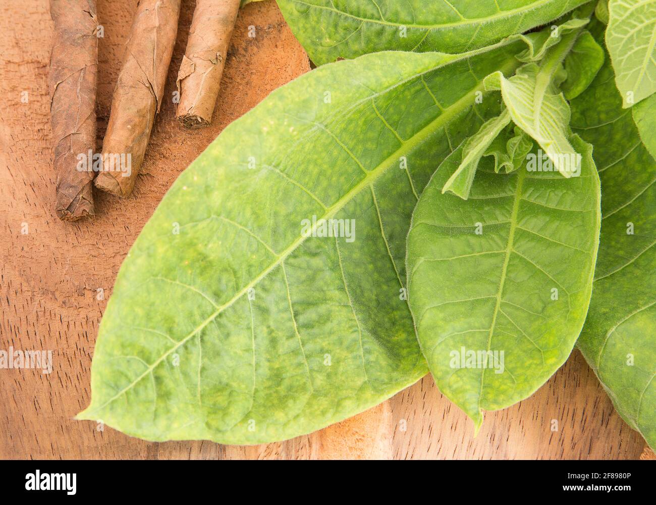 Tobacco leaves and tobacco - Nicotiana tabacum Stock Photo