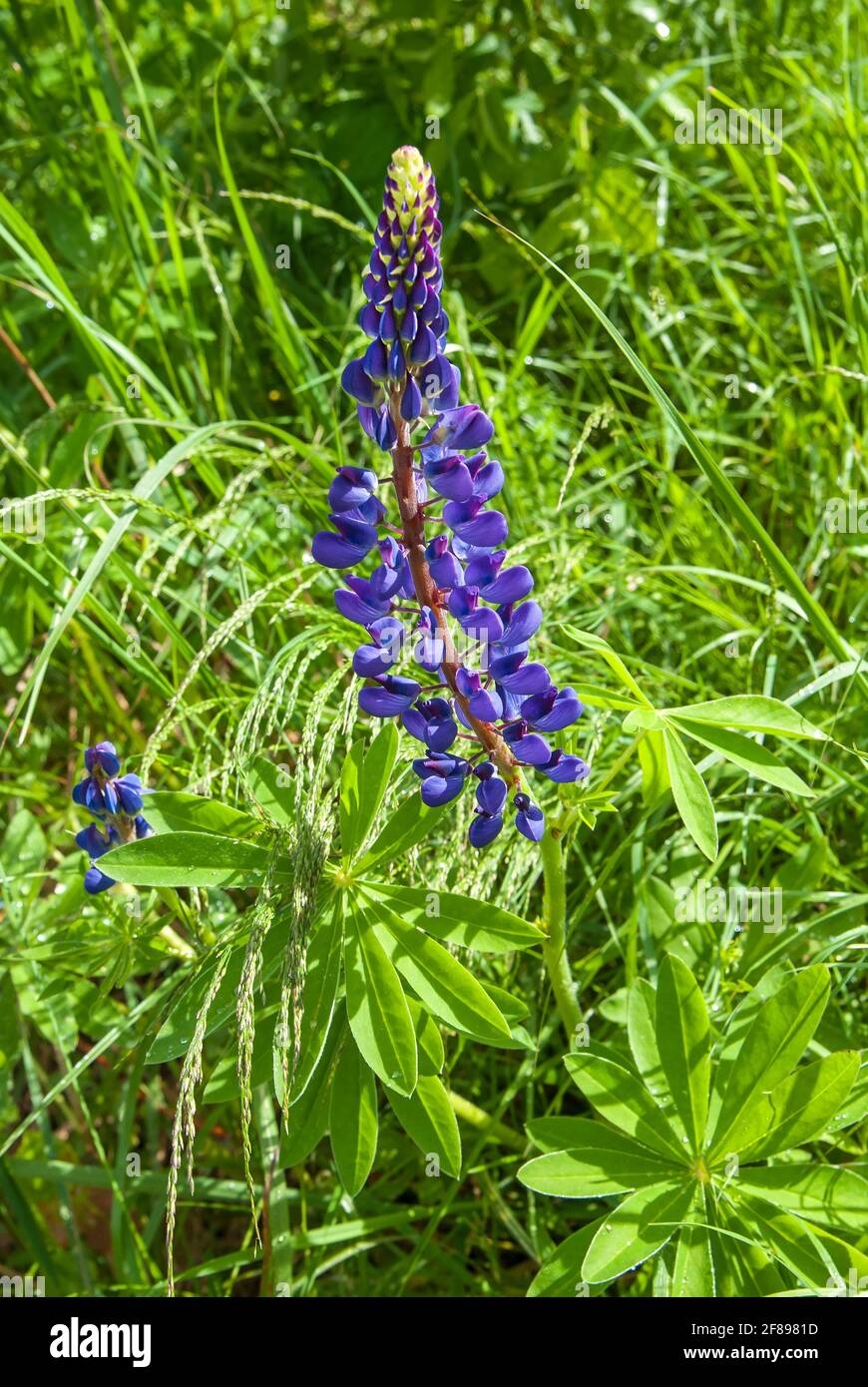 Polyleaf lupin (Latin Lupinus polyphyllus Stock Photo Alamy