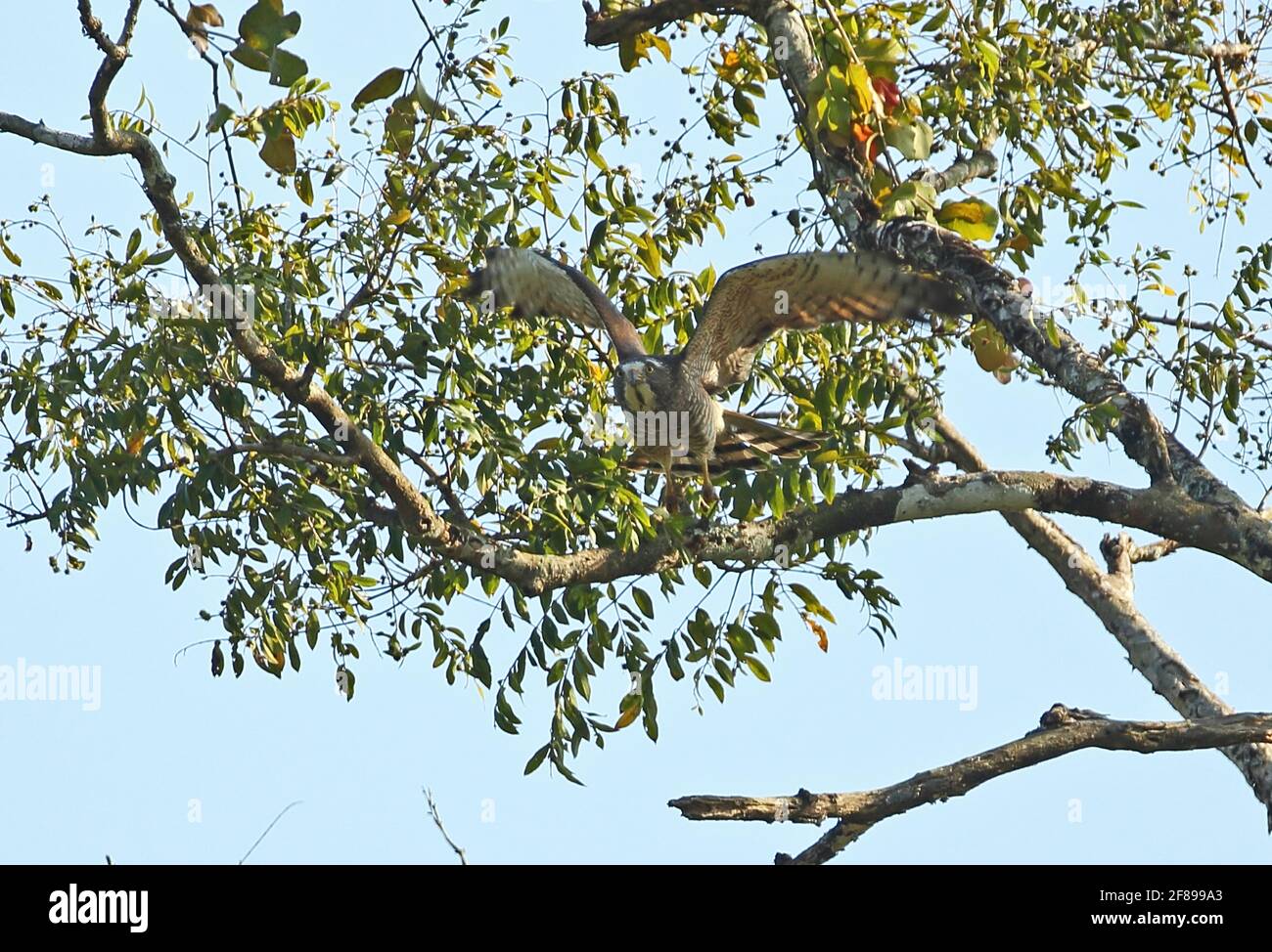 Grey-faced Buzzard (Butastur indicus) adult taking off from tree Seima ...