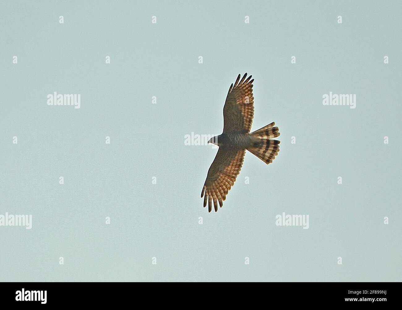 Grey-faced Buzzard (Butastur indicus) adult in flight Seima Protected ...