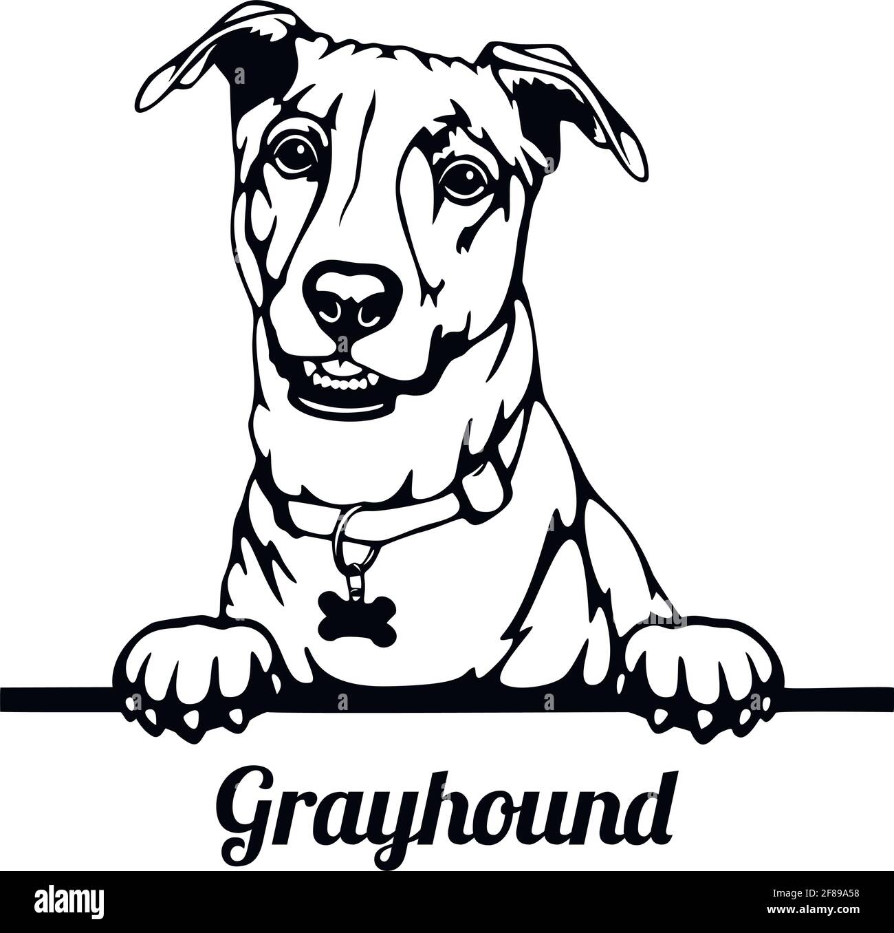 Greyhound Peeking Dog - head isolated on white Stock Vector