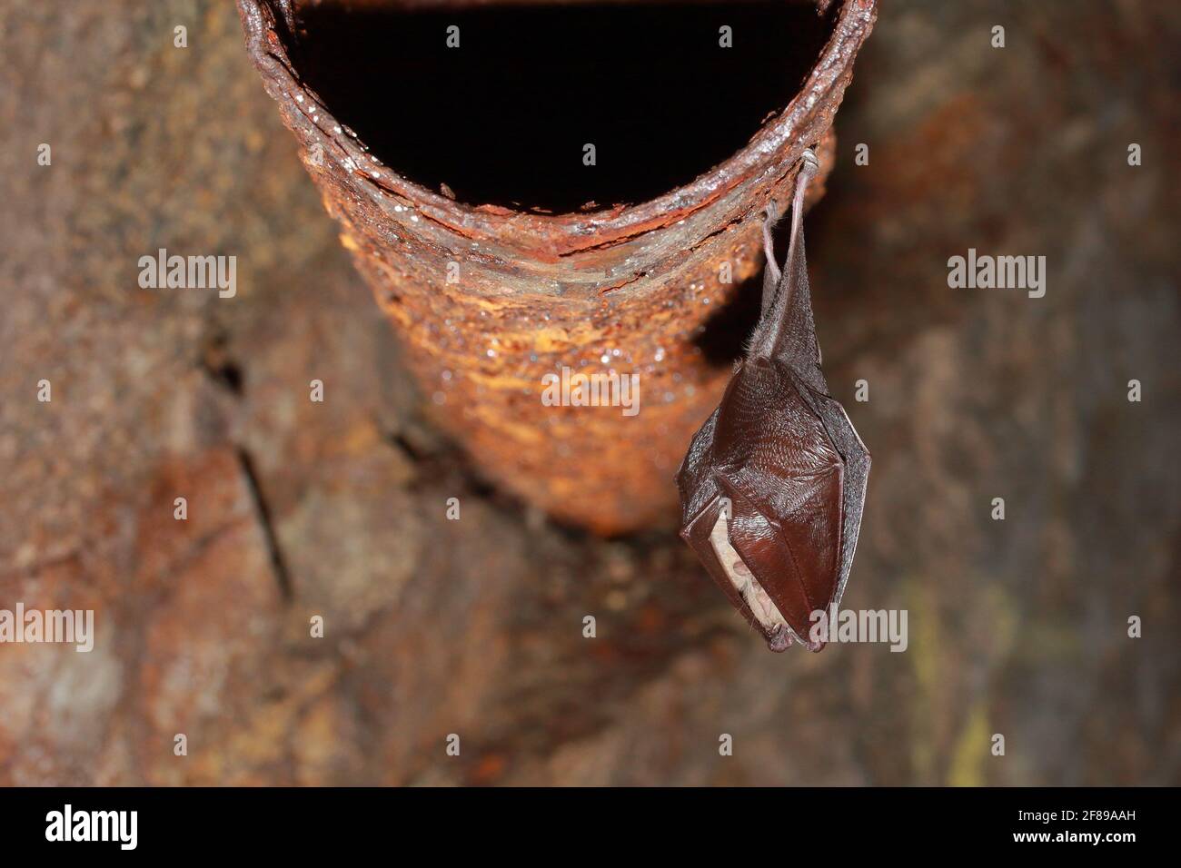 lesser horseshoe bat (Rhinolophus hipposideros) during hibernation on rusty tube Stock Photo