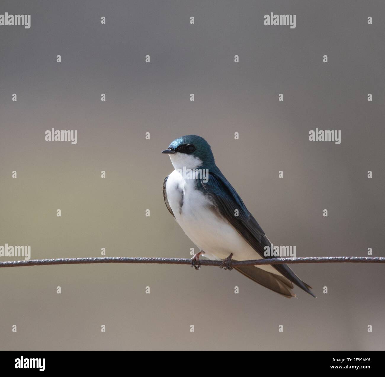 A Tree Swallow (Tachycineta bicolor) perched on a wire fence Stock Photo