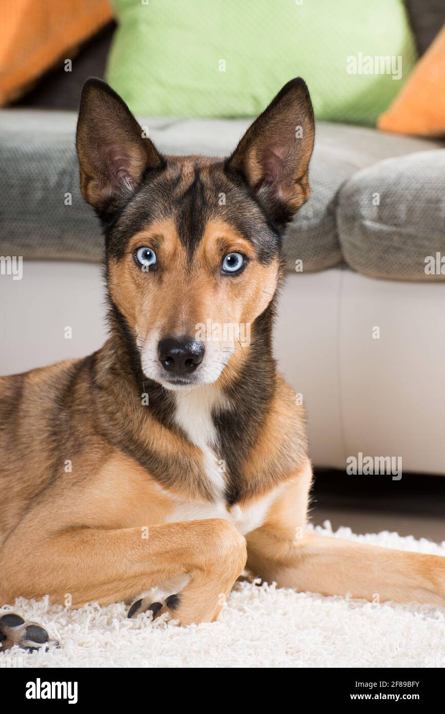 Husky lying in a living room Stock Photo - Alamy