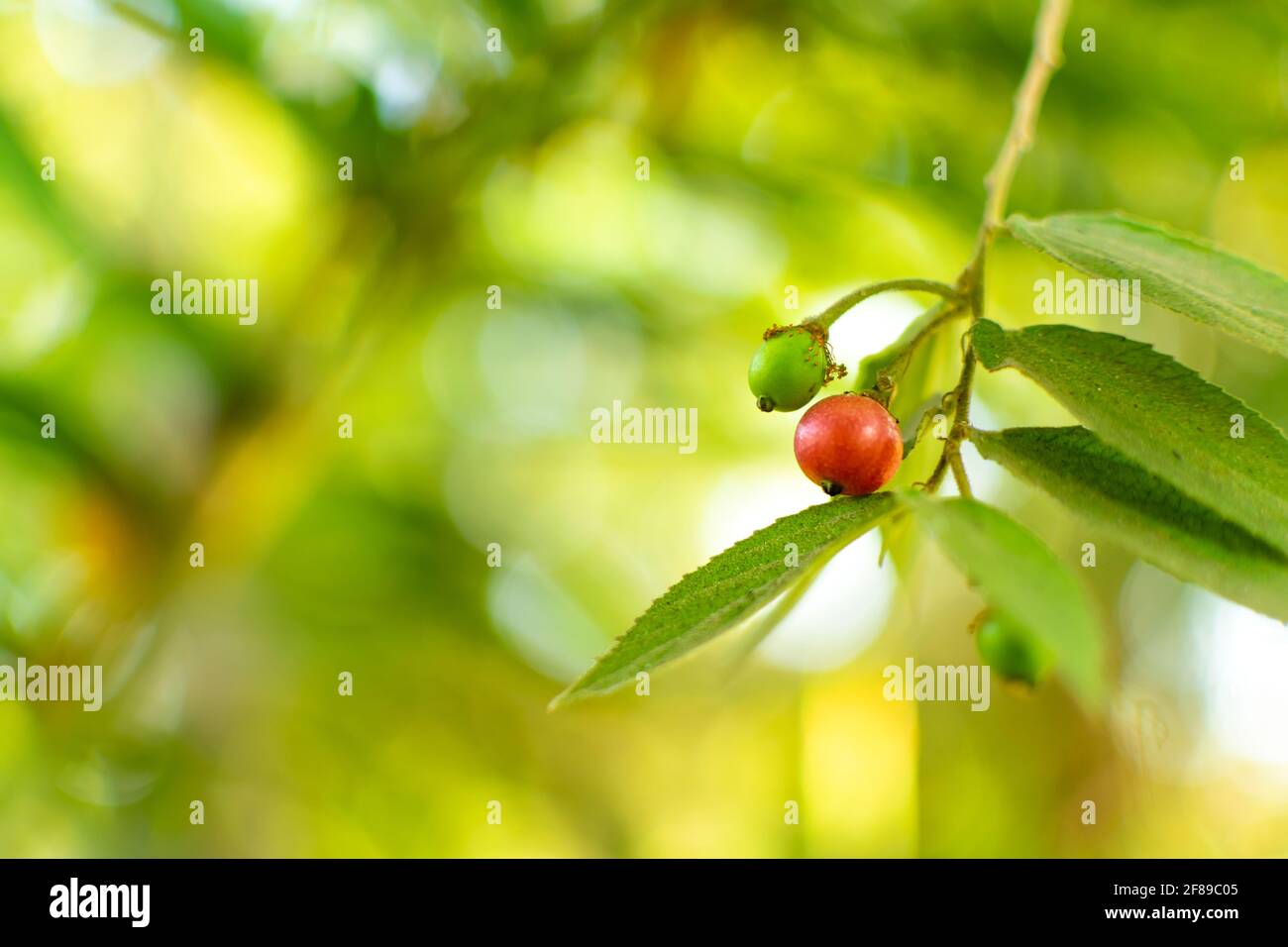 Red colored and green colored Jamaica cherry with leaves and selective focus and blurry bokeh green background. Stock Photo