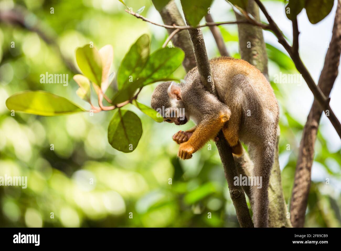 One squirrel monkey on top of a tree looking at its hands. Stock Photo
