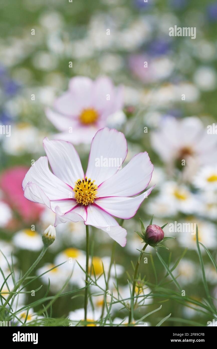 Cosmos bipinnatus in a mixed flower meadow Stock Photo