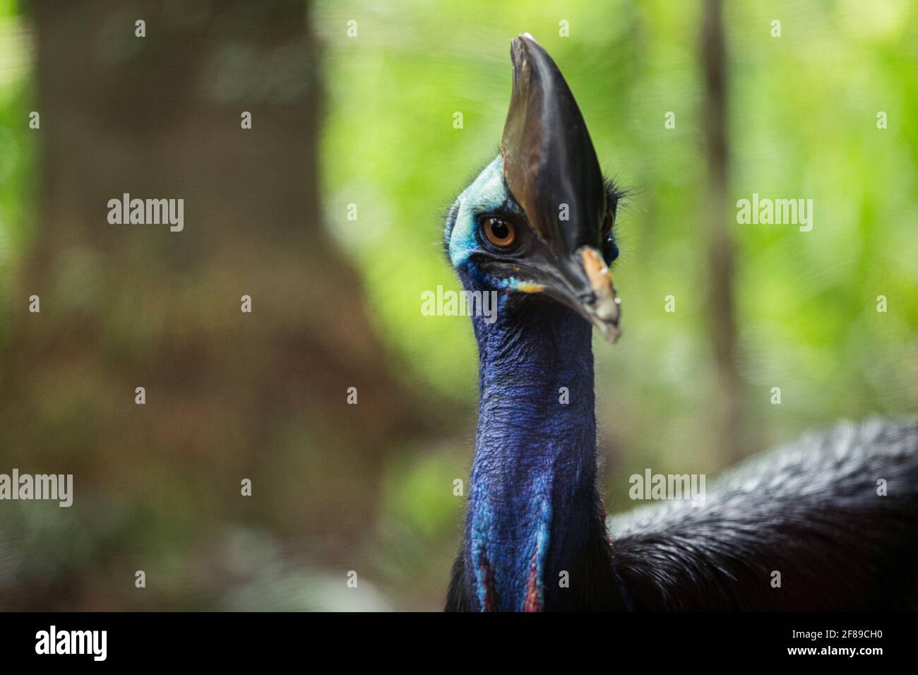 A close-up of a Cassowary, a bird specie native to the tropical forests of New Guinea ( Papua New Guinea and Indonesia ), nearby islands, and northeas Stock Photo