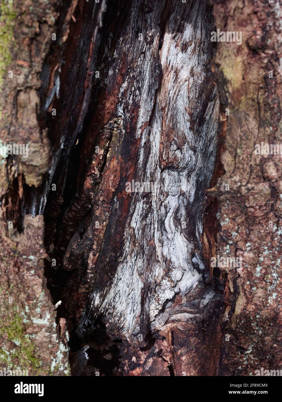 Very close-up and interesting natural patterns and textures on the ...