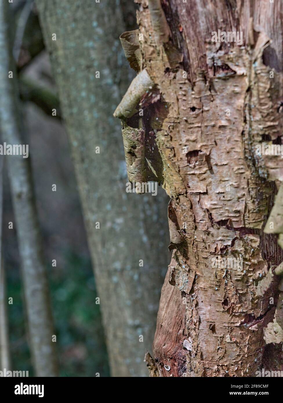 Very close-up and interesting natural patterns and textures on the ...