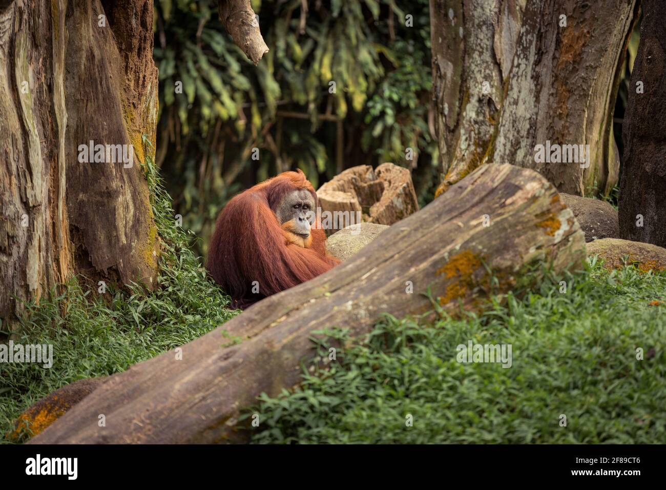 One big male orangutan sitting on the ground with a sad expression. Stock Photo