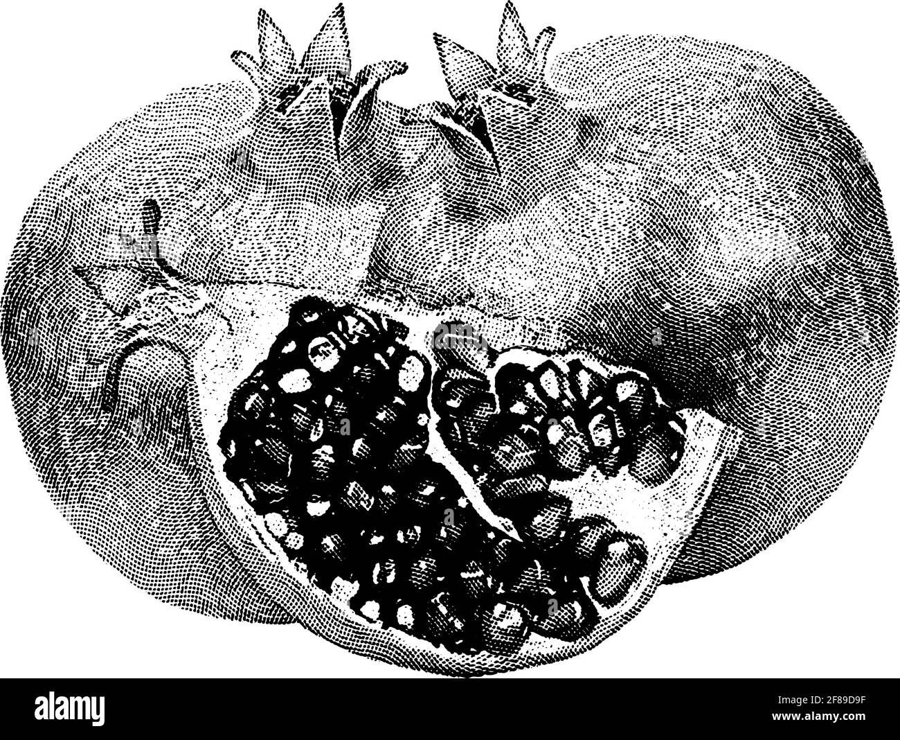 Pomegranate line icon, fruit and garnet, vector graphics, a linear pattern on a white background, eps 10. Stock Vector