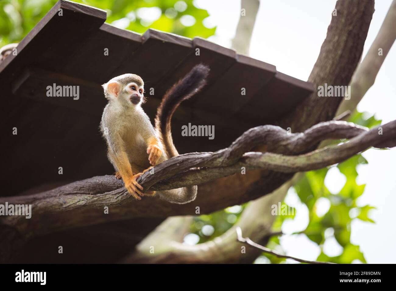 One squirrel monkey on top of a tree looking to the side. Stock Photo