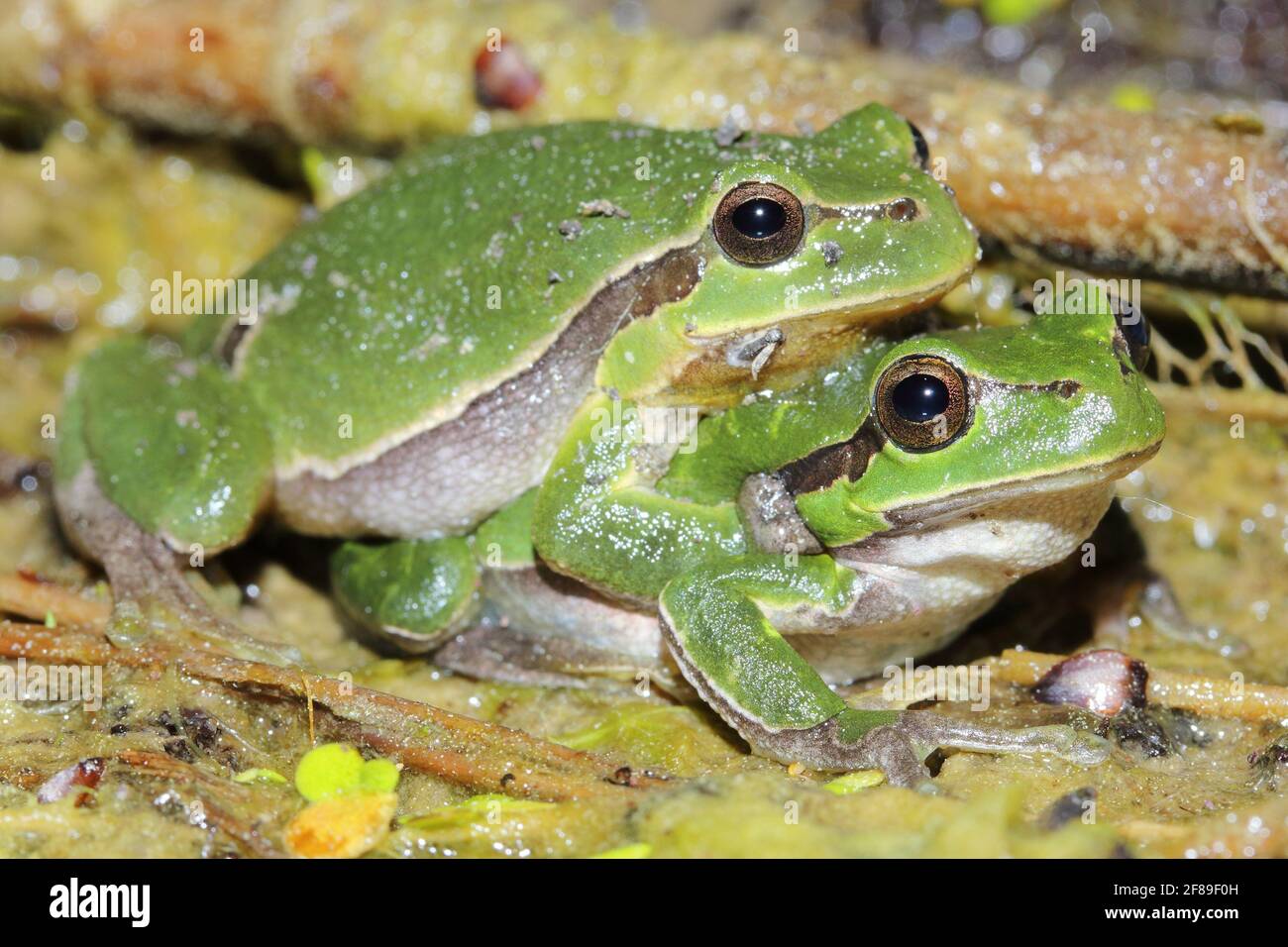 European tree frog (Hyla arborea) couple in amplexus Stock Photo