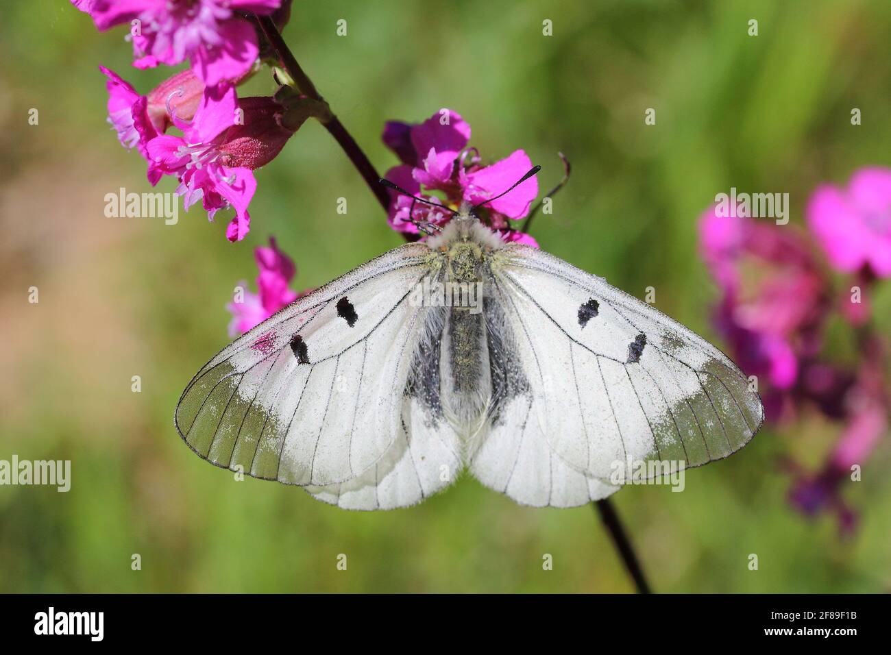 clouded Apollo butterfly (Parnassius mnemosyne) on the red champion (Silene dioica) Stock Photo
