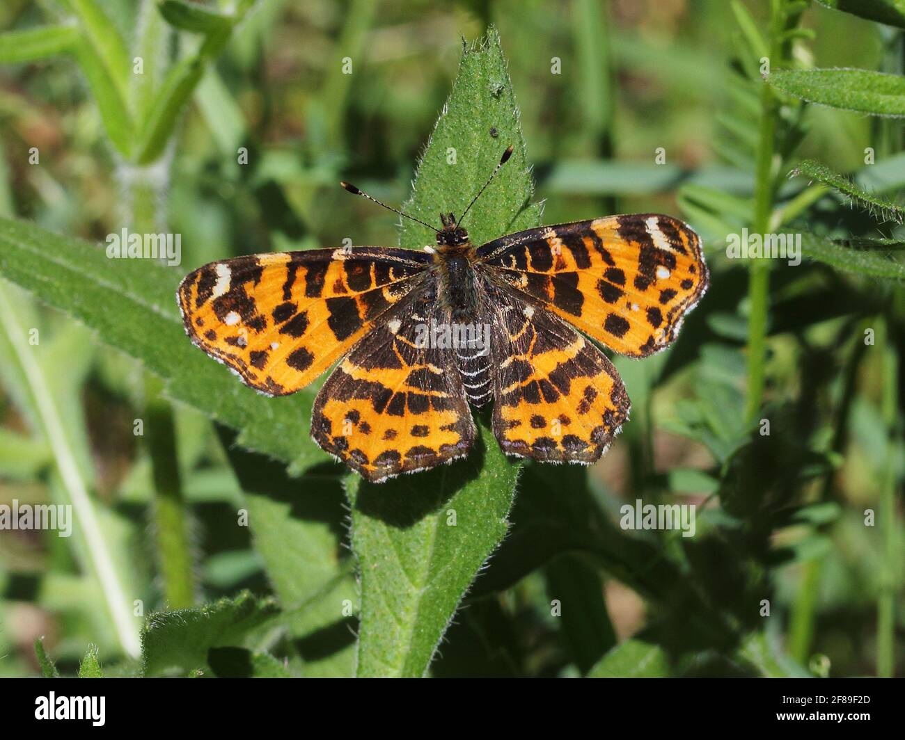 Butterfly The map (Araschnia levana) on leaf Stock Photo