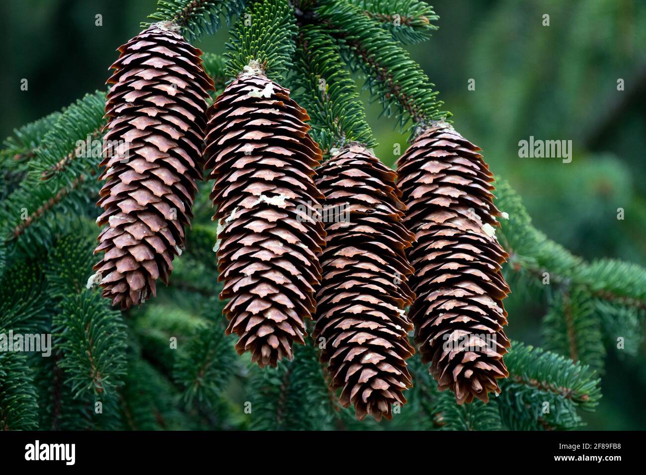 Four Norway spruce cones Picea abies Stock Photo