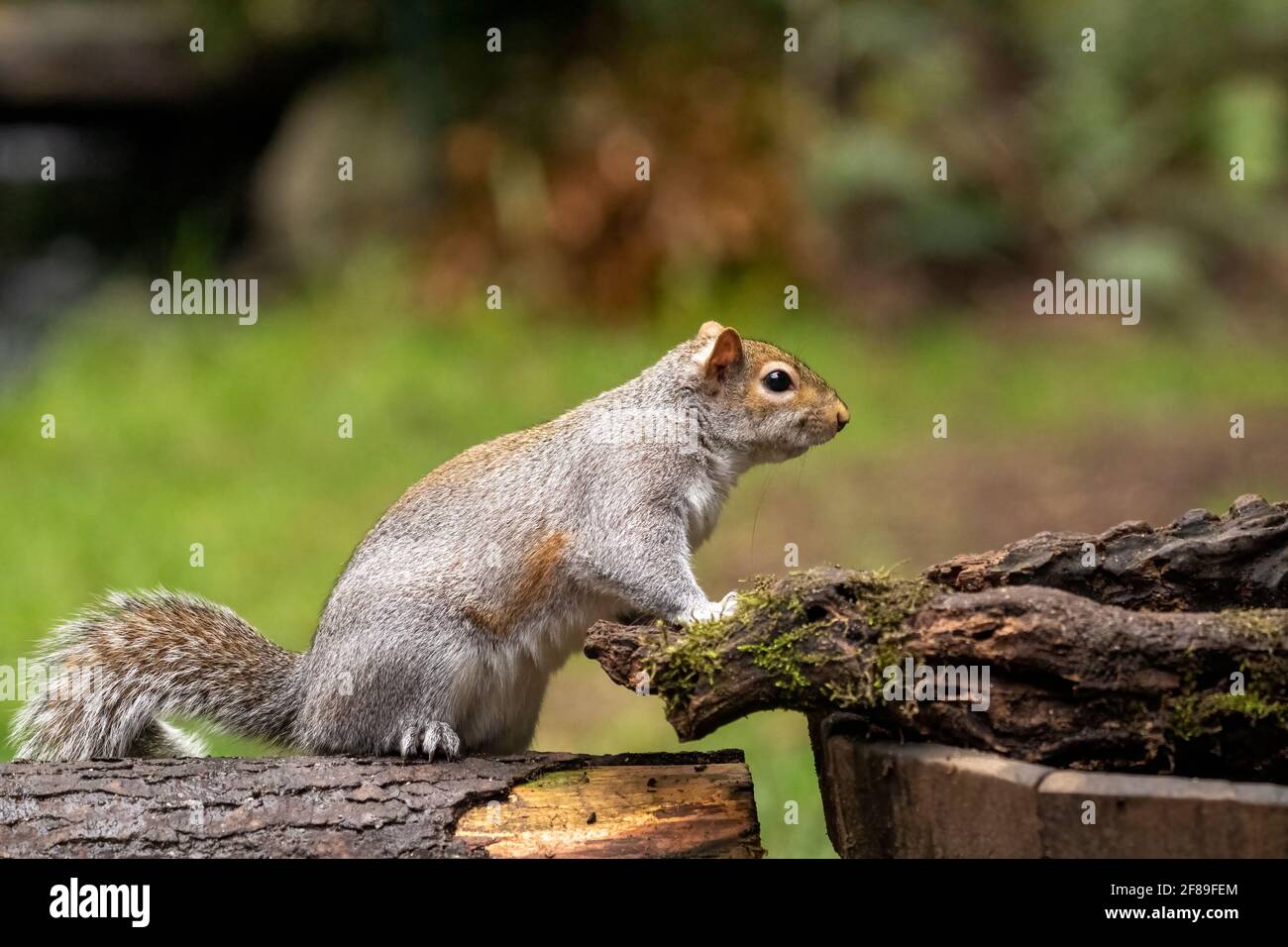 Issaquah, Washington, USA. Western Grey Squirrel standing on a log.  Also known as a Banner-tail, California Grey Squirrel, Oregon Gray Squirrel and S Stock Photo