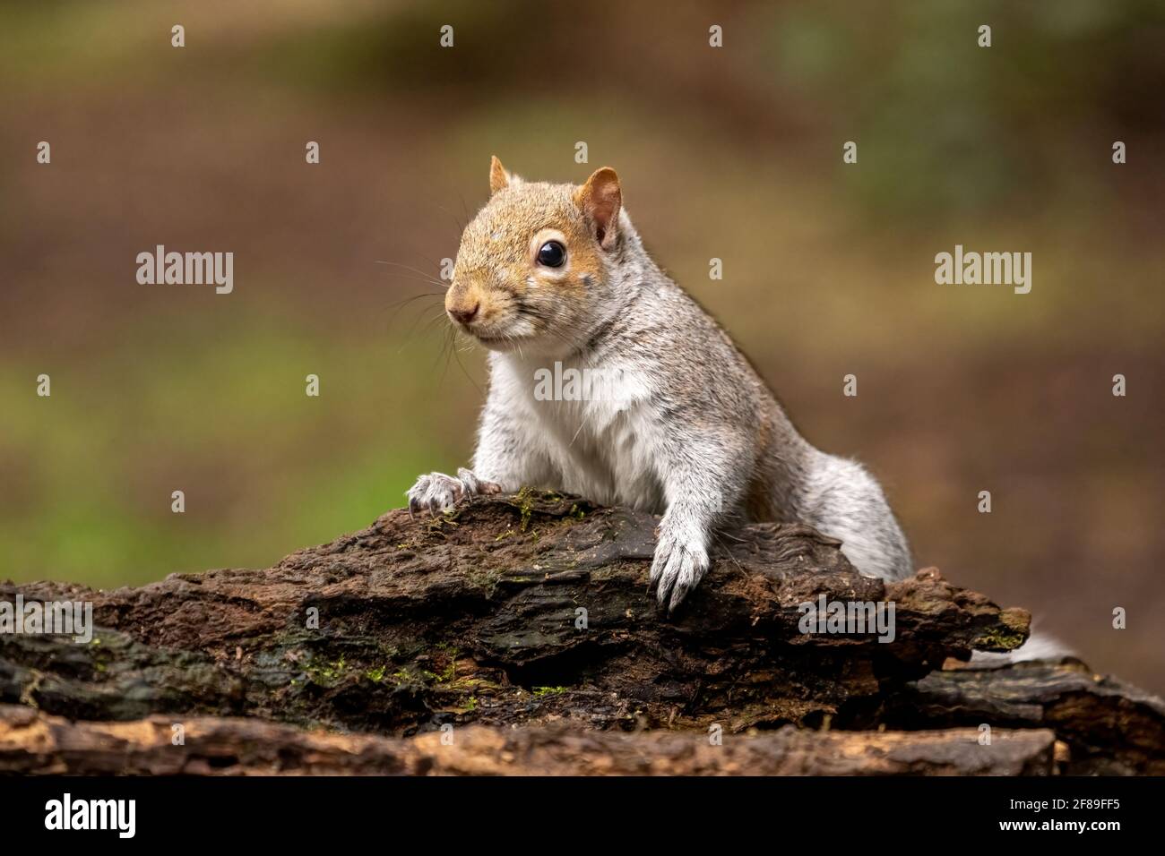 Oregon grey squirrel hires stock photography and images Alamy