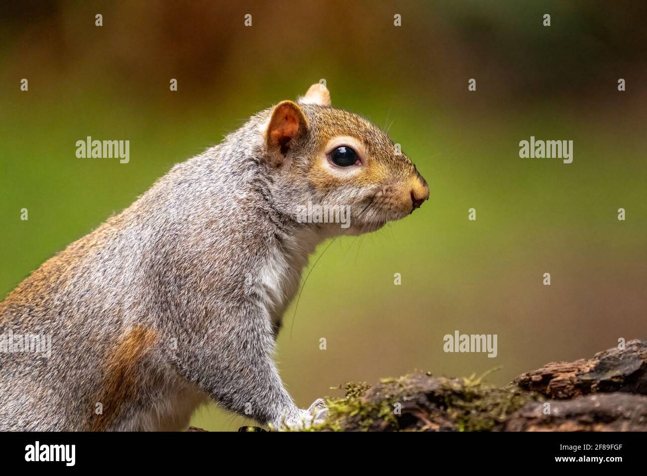 Oregon gray squirrel hires stock photography and images Alamy
