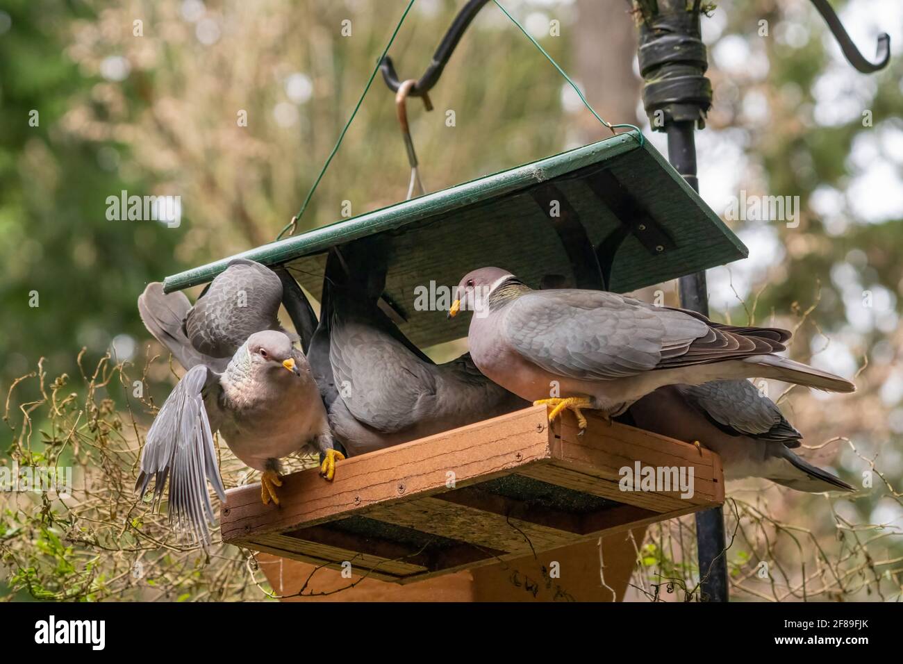 Issaquah, Washington, USA. Flock of Bandtailed Pigeons cramming into a