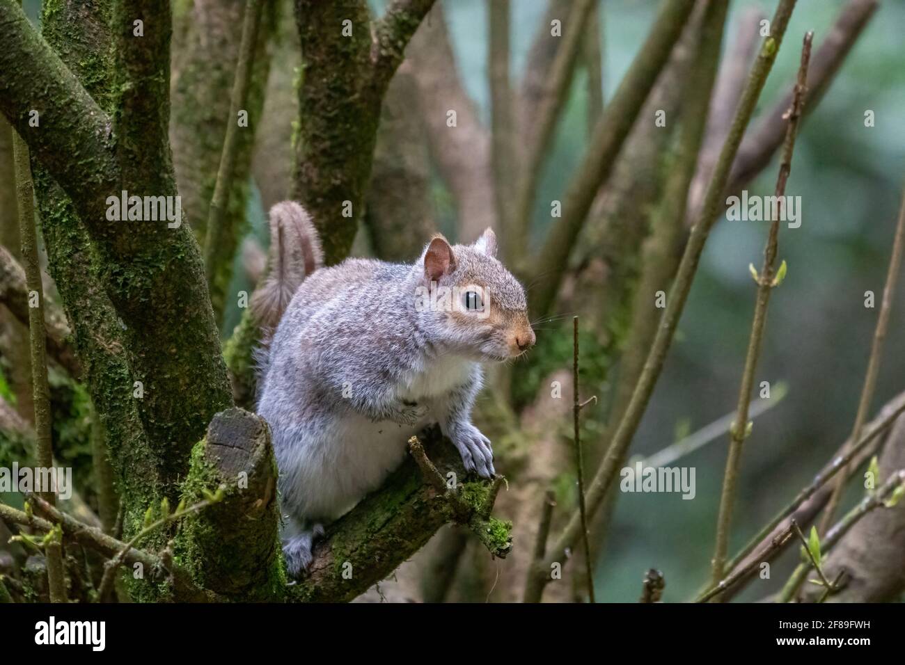 Issaquah, Washington, USA. Western Grey Squirrel perched in a shrub.  Also known as a Banner-tail, California Grey Squirrel, Oregon Gray Squirrel and Stock Photo